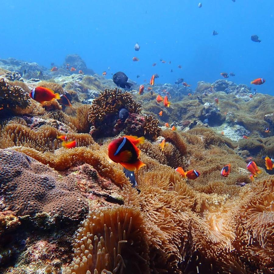 Green Island Ocean Rhythem Dive B&B 綠島海韻民宿 Екстер'єр фото