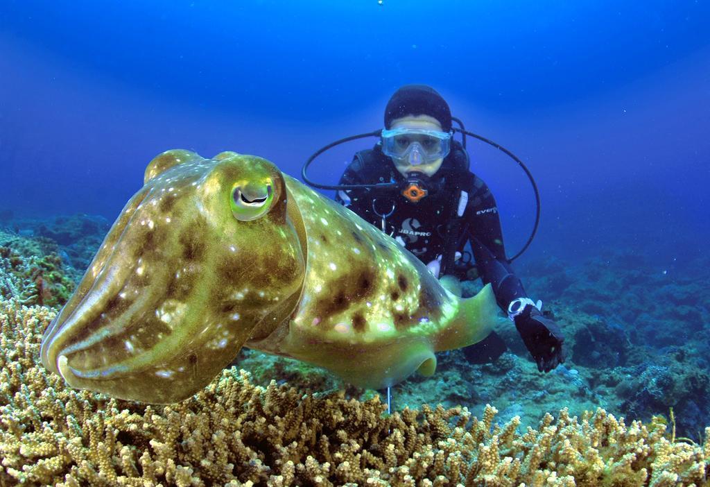 Green Island Ocean Rhythem Dive B&B 綠島海韻民宿 Екстер'єр фото